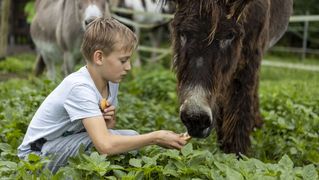 Kai feeds a big shaggy donkey.