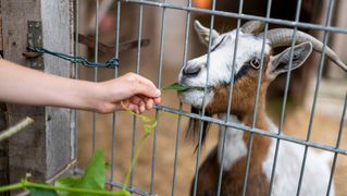 Kai feeds goat with leaves through bars.