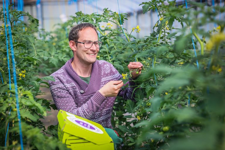 Oliver Wackerow steht im Gewächshaus und betrachtet Tomatensträuche